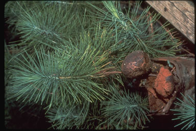 ectomycorrhizae, Pisolithus tinctorius  (Boletales: Sclerodermataceae) - 1504017