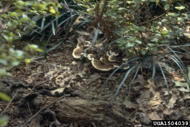 annosum root disease (Heterobasidion annosum ) on rhododendrons and azaleas (Rhododendron spp. ) - 1504039