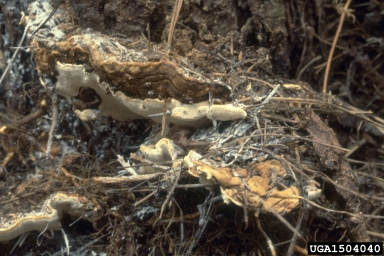annosum root disease, Heterobasidion annosum  (Russulales: Bondarzewiaceae) - 1504040