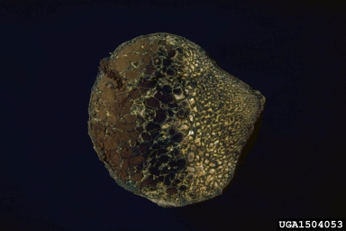 ectomycorrhizae, Pisolithus tinctorius  (Boletales: Sclerodermataceae) - 1504053