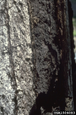 Hypoxylon canker of oak, Biscogniauxia atropunctata atropunctata (Xylariales: Xylariaceae) - 1504083