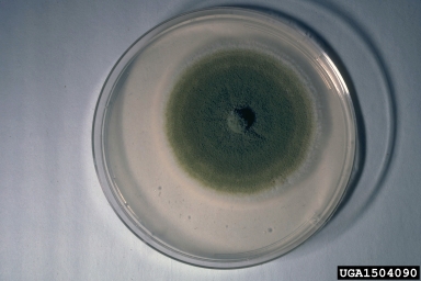 Aspergillus fungi, Aspergillus spp.  (Eurotiales: Trichocomaceae) - 1504090