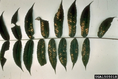 chemicals (  ) on sumac (Rhus spp. ) - 1505018