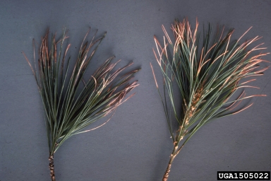 ozone (  ) on pine (Pinus spp. ) - 1505022