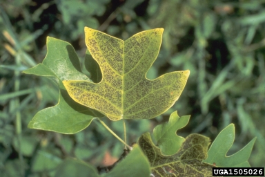 ozone (  ) on yellow-poplar (Liriodendron tulipifera ) - 1505026