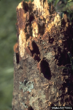 Phellinus fungus, Phellinus gilvus  (Hymenochaetales: Hymenochaetaceae) - 1507001