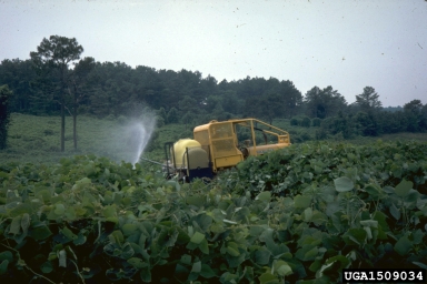 pesticides on kudzu (Pueraria montana var. lobata) - 1509034