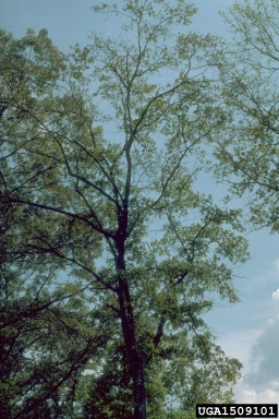 oak wilt, Ceratocystis fagacearum  (Microascales: Ceratocystidaceae) - 1509101