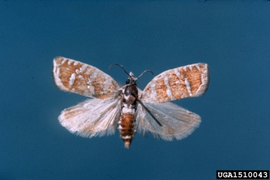 slash pine seedworm, Cydia anaranjada  (Lepidoptera: Tortricidae) - 1510043