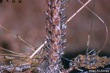 blackheaded pine sawfly, Neodiprion excitans  (Hymenoptera: Diprionidae) - 1510046
