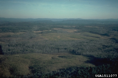 clearcut,    - 1511077