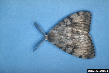 gypsy moth, Lymantria dispar  (Lepidoptera: Lymantriidae) - 1512064