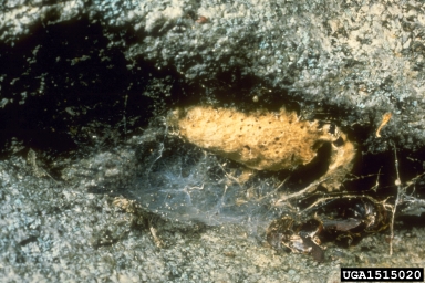 gypsy moth, Lymantria dispar  (Lepidoptera: Lymantriidae) - 1515020