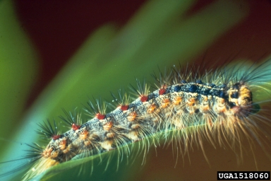 gypsy moth, Lymantria dispar  (Lepidoptera: Lymantriidae) - 1518060