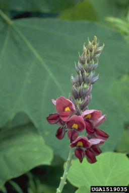 kudzu, Pueraria montana var. lobata (Fabales: Fabaceae (Leguminosae)) - 1519035