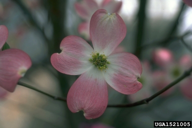 dogwood, Cornus spp.  (Cornales: Cornaceae) - 1521005