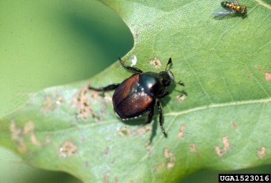 Japanese beetle, Popillia japonica  (Coleoptera: Scarabaeidae) - 1523016