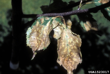 birch leafminer (Fenusa pusilla ) on paper birch (Betula papyrifera ) - 1523017