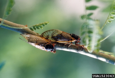 periodical cicada, Magicicada spp.  (Hemiptera: Cicadidae) - 1523043