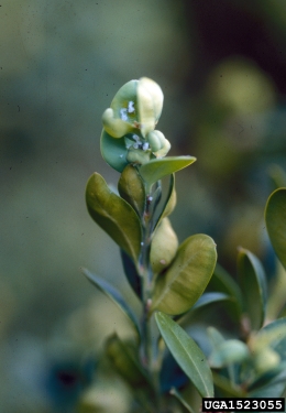 boxwood psyllid, Cacopsylla buxi  (Hemiptera: Psyllidae) - 1523055