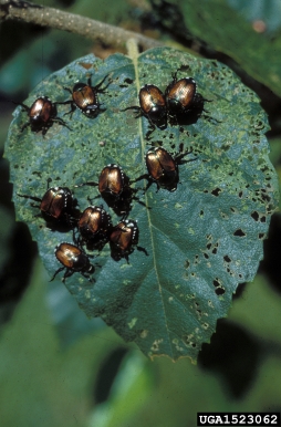 Japanese beetle (Popillia japonica ) on birch (Betula spp. ) - 1523062