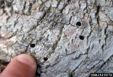 emerald ash borer (Agrilus planipennis ) on ash (Fraxinus spp. ) - 1523072