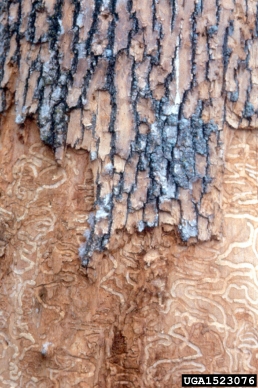 emerald ash borer (Agrilus planipennis ) on ash (Fraxinus spp. ) - 1523076