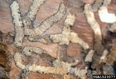 emerald ash borer (Agrilus planipennis ) on ash (Fraxinus spp. ) - 1523077