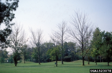 emerald ash borer (Agrilus planipennis ) on ash (Fraxinus spp. ) - 1523078