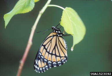 viceroy, Limenitis archippus  (Lepidoptera: Nymphalidae) - 1523092