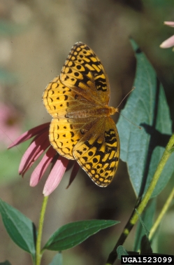 great spangled fritillary, Speyeria cybele  (Lepidoptera: Nymphalidae) - 1523099