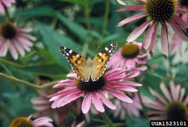 painted lady butterfly, Vanessa cardui  (Lepidoptera: Nymphalidae) - 1523101