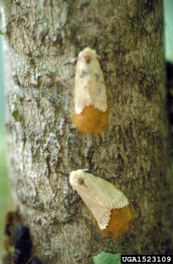 gypsy moth, Lymantria dispar  (Lepidoptera: Lymantriidae) - 1523109