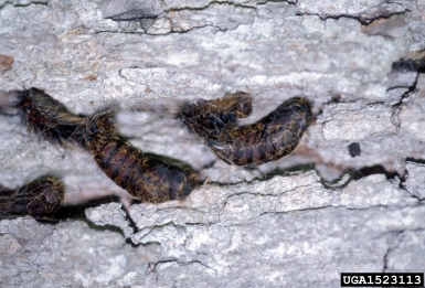 gypsy moth, Lymantria dispar  (Lepidoptera: Lymantriidae) - 1523113