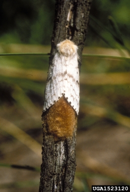 gypsy moth, Lymantria dispar  (Lepidoptera: Lymantriidae) - 1523120