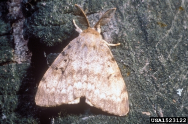 gypsy moth, Lymantria dispar  (Lepidoptera: Lymantriidae) - 1523122