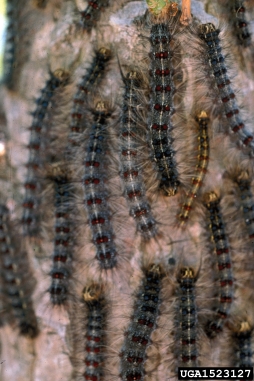 gypsy moth, Lymantria dispar  (Lepidoptera: Lymantriidae) - 1523127