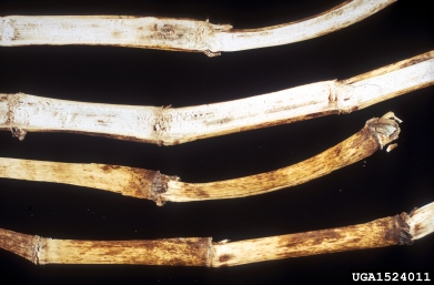 anthracnose (Colletotrichum graminicola ) on corn (Zea mays ) - 1524011