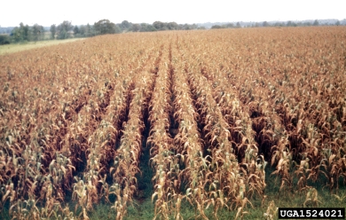 Southern corn leaf blight and stalk rot (Bipolaris maydis ) on corn (Zea mays ) - 1524021