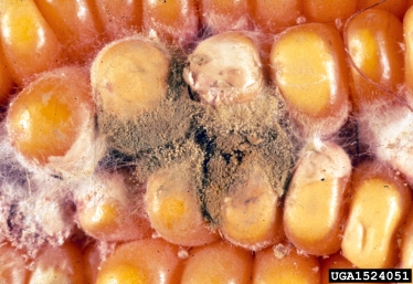 Aspergillus ear and kernel rot (Aspergillus flavus ) on corn (Zea mays ) - 1524051