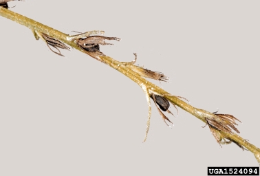 witchweed, Striga spp.  (Scrophulariales: Scrophulariaceae) - 1524094