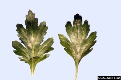 phlox powdery mildew (Erysiphe cichoracearum ) on chrysanthemum (Chrysanthemum spp. ) - 1525132
