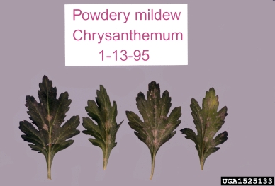 phlox powdery mildew (Erysiphe cichoracearum ) on chrysanthemum (Chrysanthemum spp. ) - 1525133