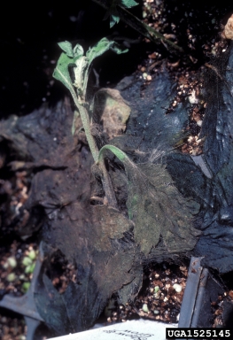 root rot/damping off (Rhizoctonia spp. ) on chrysanthemum (Chrysanthemum spp. ) - 1525145