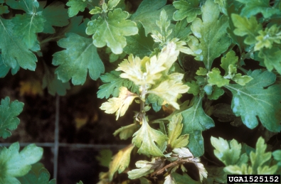 Fusarium wilts, blights, rots and damping-off (Fusarium spp. ) on chrysanthemum (Chrysanthemum spp. ) - 1525152