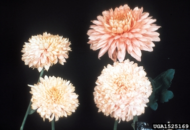 Impatiens Necrotic Spot Virus (Tospovirus INSV ) on chrysanthemum (Chrysanthemum spp. ) - 1525169