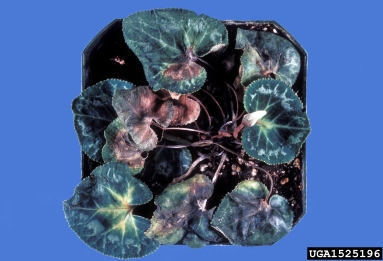 Fusarium root rot and wilt (Fusarium oxysporum ) on cyclamen (Cyclamen spp. ) - 1525196