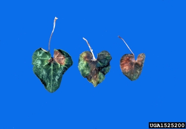 Fusarium root rot and wilt (Fusarium oxysporum ) on cyclamen (Cyclamen spp. ) - 1525200
