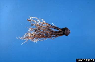 Fusarium root rot and wilt (Fusarium oxysporum ) on cyclamen (Cyclamen spp. ) - 1525204