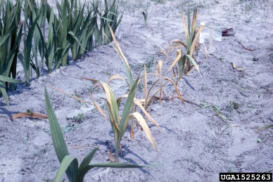 Fusarium wilt (Fusarium oxysporum f.sp. gladioli) on gladiolus (Gladiolus spp. ) - 1525263